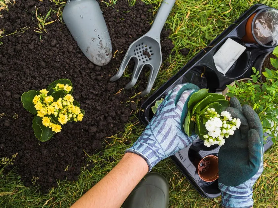 Frau-mit-Handschuhen-hält-kleine-Pflanze-in-Blumentop