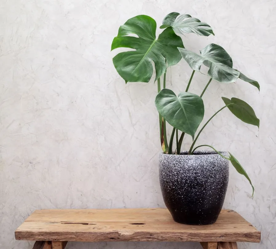 Tropische-Zimmerplfanze-auf-Holztisch-im-Innenbereich