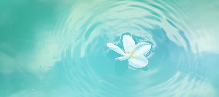 Blume schwimmt auf Wasser